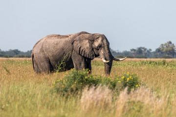 Fototapeta na wymiar An Elephant walking in the grass.