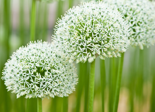 Allium (Mount Everest)