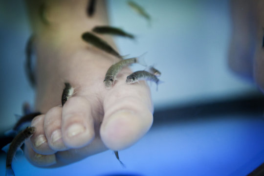 Close-up of fish spa pedicure