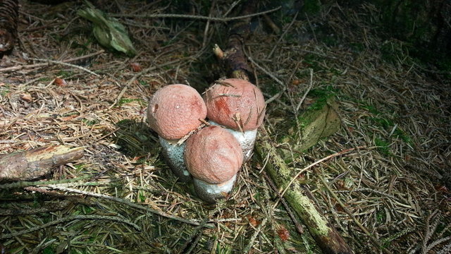 Rotkappen im Wald