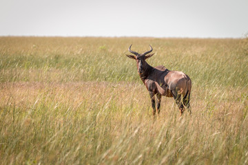 A Red hartebeest standing in the grass.