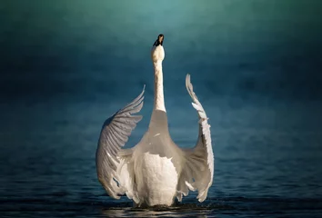 Poster Zwaan die sierlijk met zijn vleugels klappert © Per Grunditz