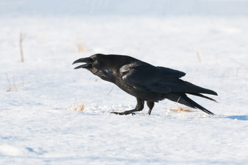 Naklejka premium Raven walking on snow