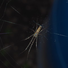 The spider sits on the web. You can see the abdomen and legs of a spider.