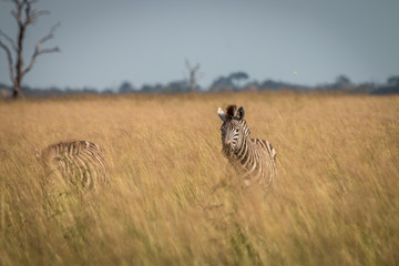 Two Zebras standing in the high grass.
