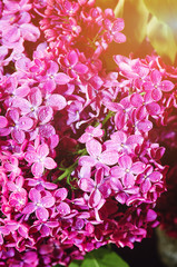 Beautiful large flowers of lilac , Colorful background. Closeup, selective focus.