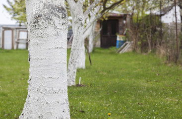 fruit trees whitewashed in the spring garden