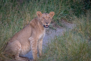 A Lion cub sitting on the road.
