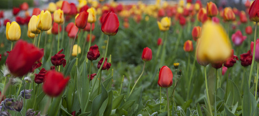 Background with spring young tulipans