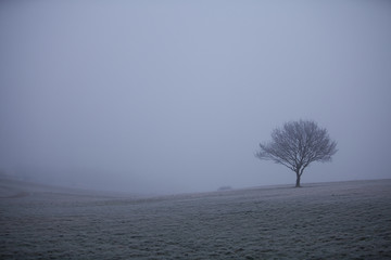 Frosty tree on Epsom Downs, Surrey