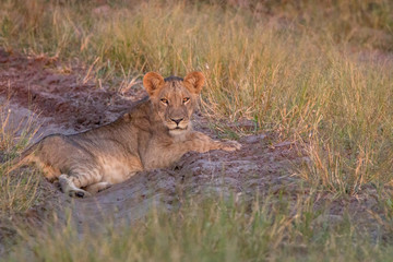 Obraz na płótnie Canvas A Lion cub resting on the road.