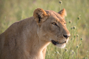 Side profile of a female Lion.