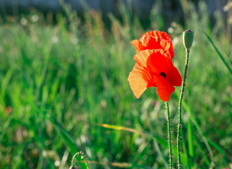Fototapeta premium Red poppy flower in the field