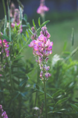Onobrychis viciifolia common sainfoin , perennial herb of the legume family Fabaceae