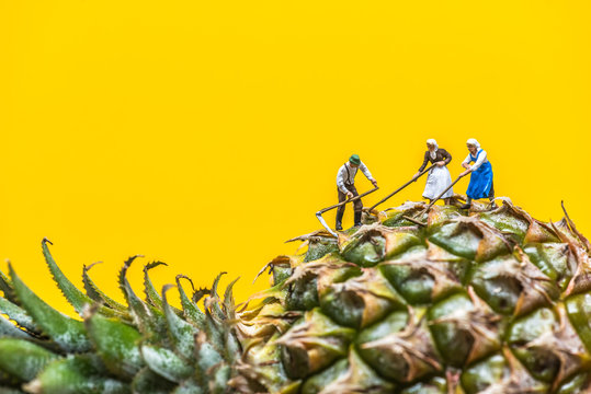 Farmer harvesting a giant pineapple