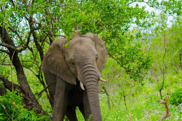 Fototapeta premium African Elephant in Natural Habitat