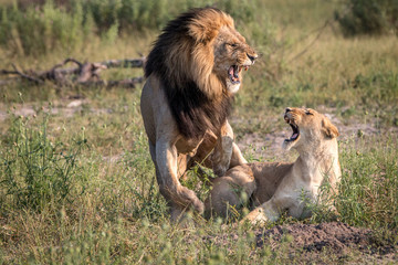 Two Lions busy mating in the grass.