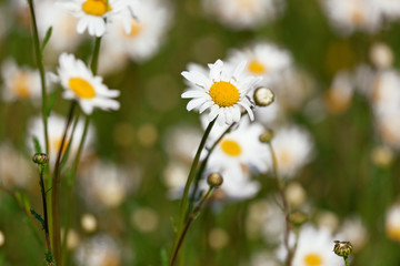 Field of beautiful daisies with the main focus on one daisy and with space for text. Selective focus. 