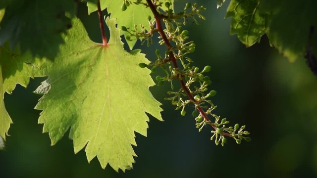 Vitis vinifera Envero Invaiatura Veraison V&eacute;raison Verolat Uva Grape Raisin Ra&iuml;m fruit