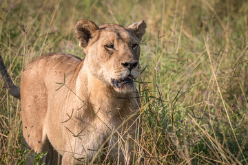 A female Lion walking in the grass.