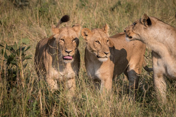 Three Lions playing in the grass.