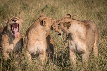 Fototapeta premium Three Lions playing in the grass.
