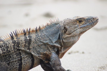 Iguane