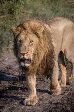 A male Lion walking towards the camera.