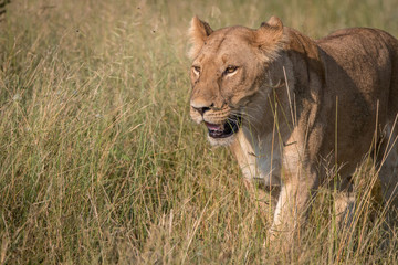 A female Lion walking in the grass.