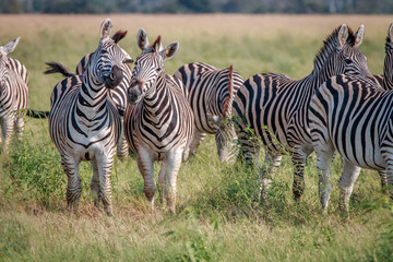 Fototapeta na wymiar Two Zebras looking at the camera.