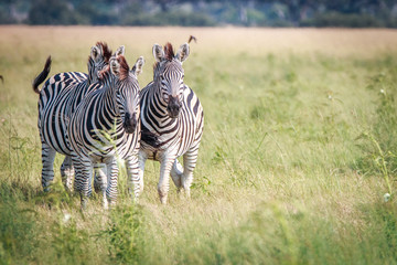 Fototapeta premium Three Zebras bonding in the grass.