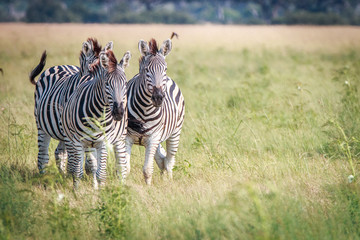 Three Zebras bonding in the grass.