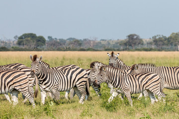 Fototapeta na wymiar A herd of Zebras standing in the grass.