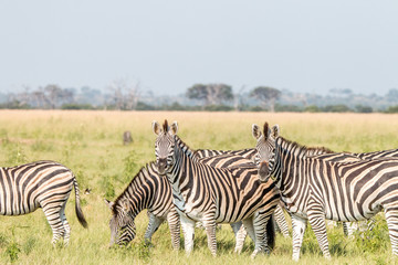 Fototapeta na wymiar A herd of Zebras standing in the grass.