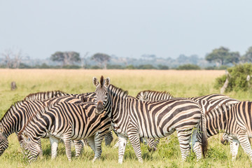 Fototapeta na wymiar A herd of Zebras standing in the grass.