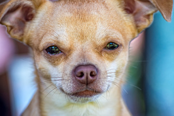 Small and young Chihuahua in the portrait