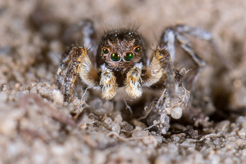 Springspinne (Aelurillus v-insignitus) Männchen