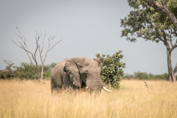 Fototapeta premium An Elephant walking in the grass.