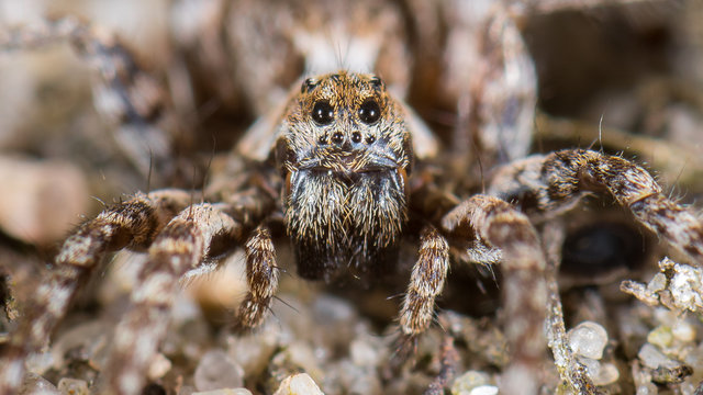 Wolfspinne (Lycosidae) als Portrait