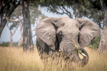 An Elephant eating in the grass.