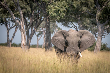 Fototapeta premium An Elephant walking in the grass.