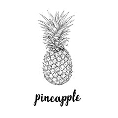 Pineapple sketch is a vintage drawing. 