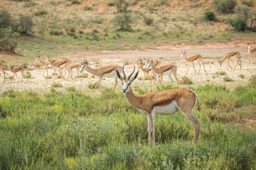 Herd of Springbok standing in the grass.