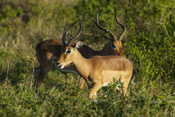 Impala South Africa