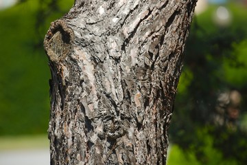 Obraz premium Tree trunk closeup