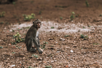 Alone wild sad monkey