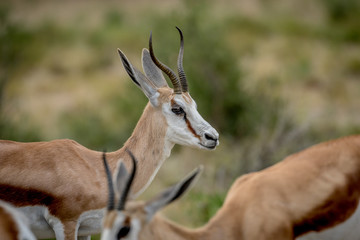 Naklejka na ściany i meble Close up of a Springbok in the Kalagadi.