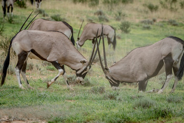Two Gemsboks fighting in the grass.