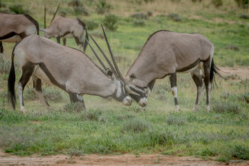 Two Gemsboks fighting in the grass.