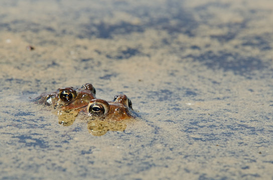 Accouplement de crapauds d'Am&eacute;rique